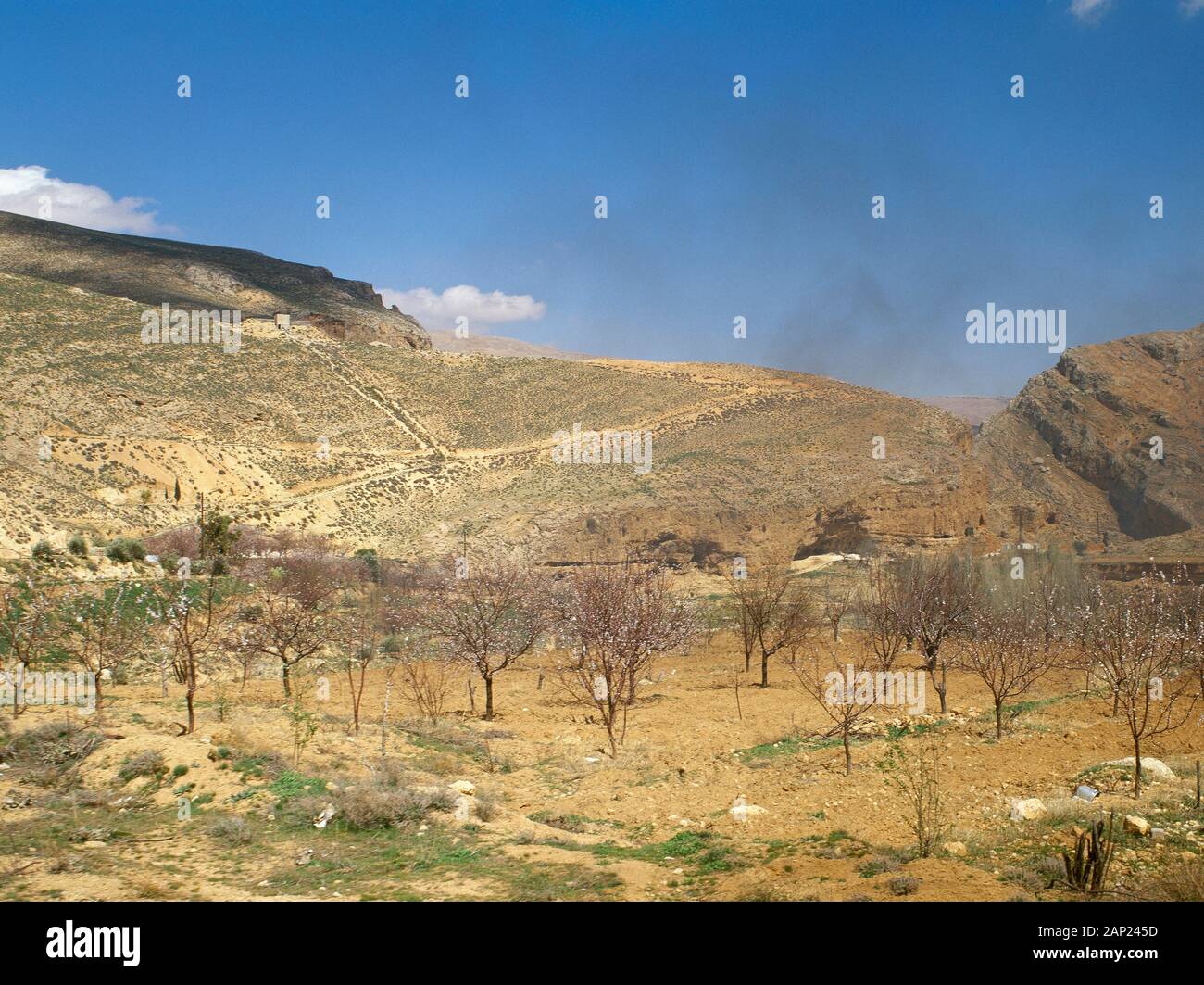 Syrien. Barada River Valley. Mandelblüte (westlich von Damaskus). Foto vor dem syrischen Bürgerkrieg. Stockfoto