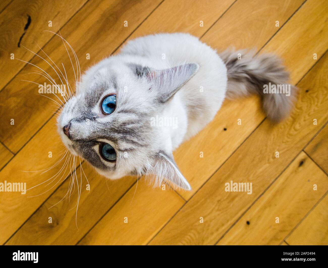 CAT-Alltag, Ragdoll Stockfoto