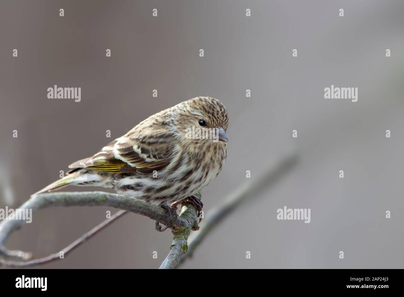 Ein Kiefer Zeisig, spinus Pinus, Nahaufnahme Stockfoto