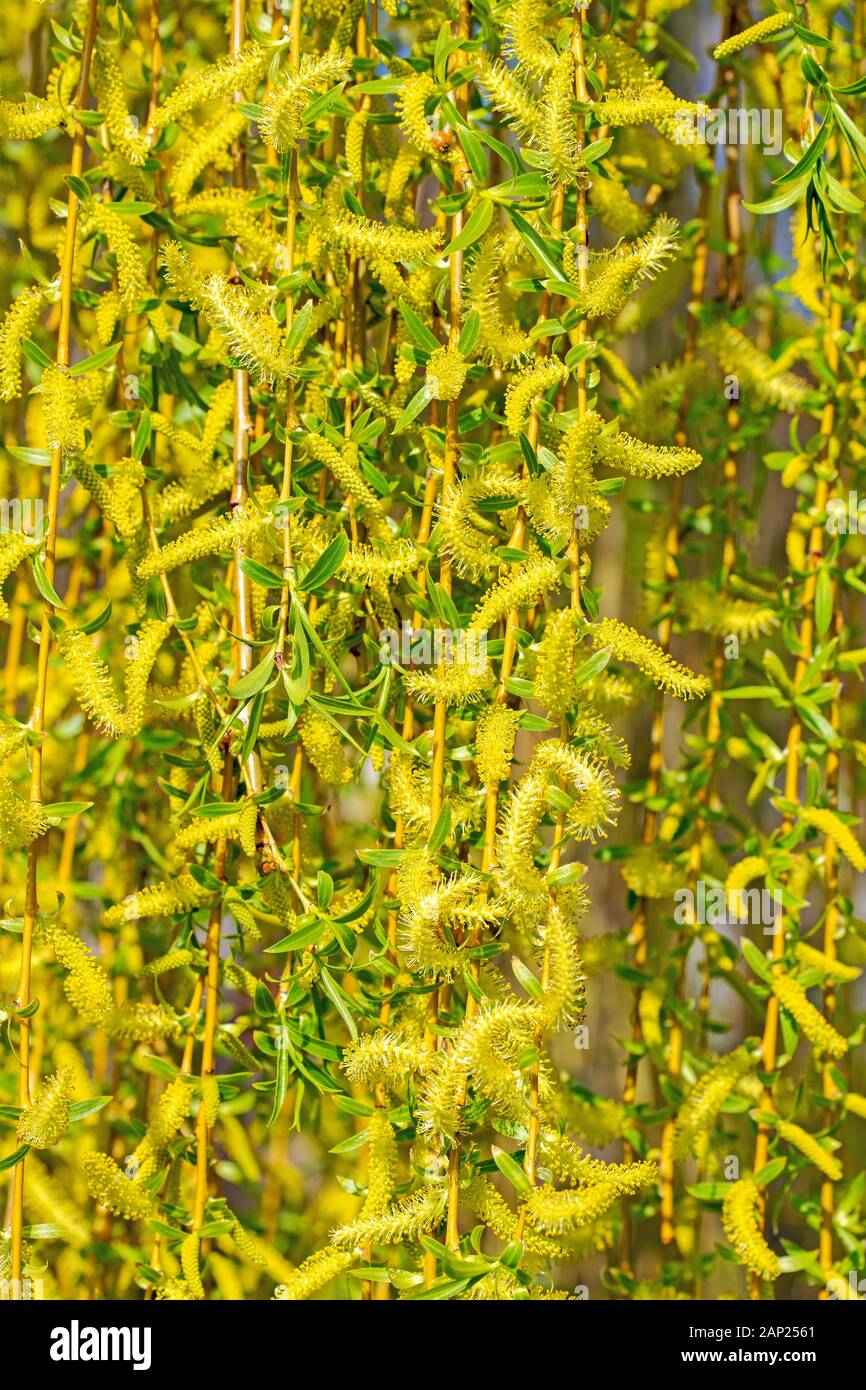 Blühende Trauerweide, Olea Europaea, im Frühling Stockfoto