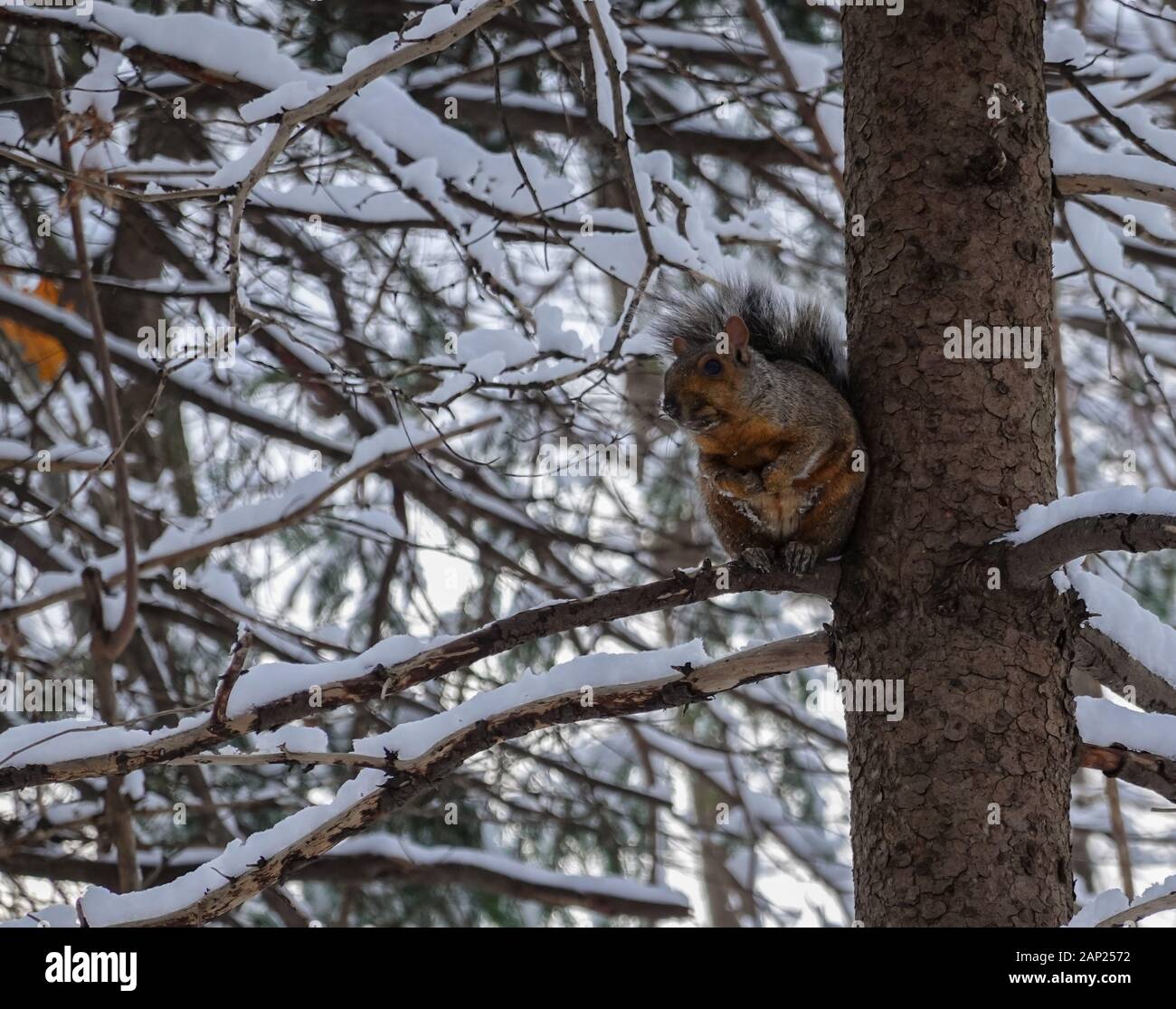 Ostgraues Gleithörnchen, das im Winter 2019 2020 auf einem schneebefüllten Baum seitwärts blickt Stockfoto