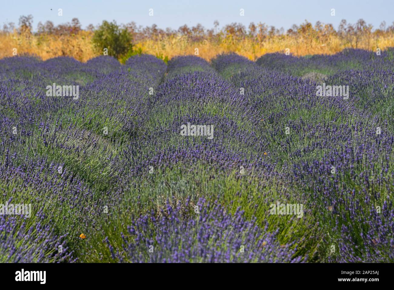 Endlose blühende Lavendelfelder. Auf den Golanhöhen, Israel fotografiert. Stockfoto