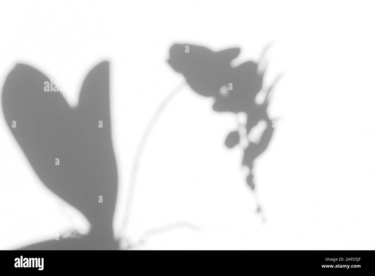 Overlay für Foto. Graue Schatten der Orchidee Blumen, Zweige und Blätter auf einer weißen Wand. Abstrakte natürliches Konzept. Neutrale Natur Hintergrund. Spac Stockfoto