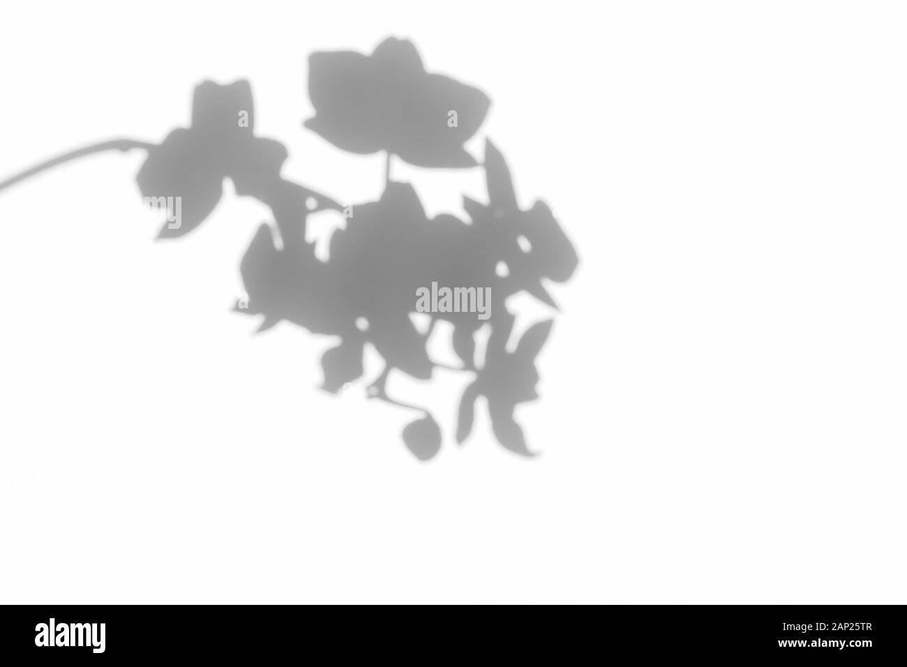 Overlay für Foto. Graue Schatten der Orchidee Blumen, Zweige und Blätter auf einer weißen Wand. Abstrakte natürliches Konzept. Neutrale Natur Hintergrund. Spac Stockfoto