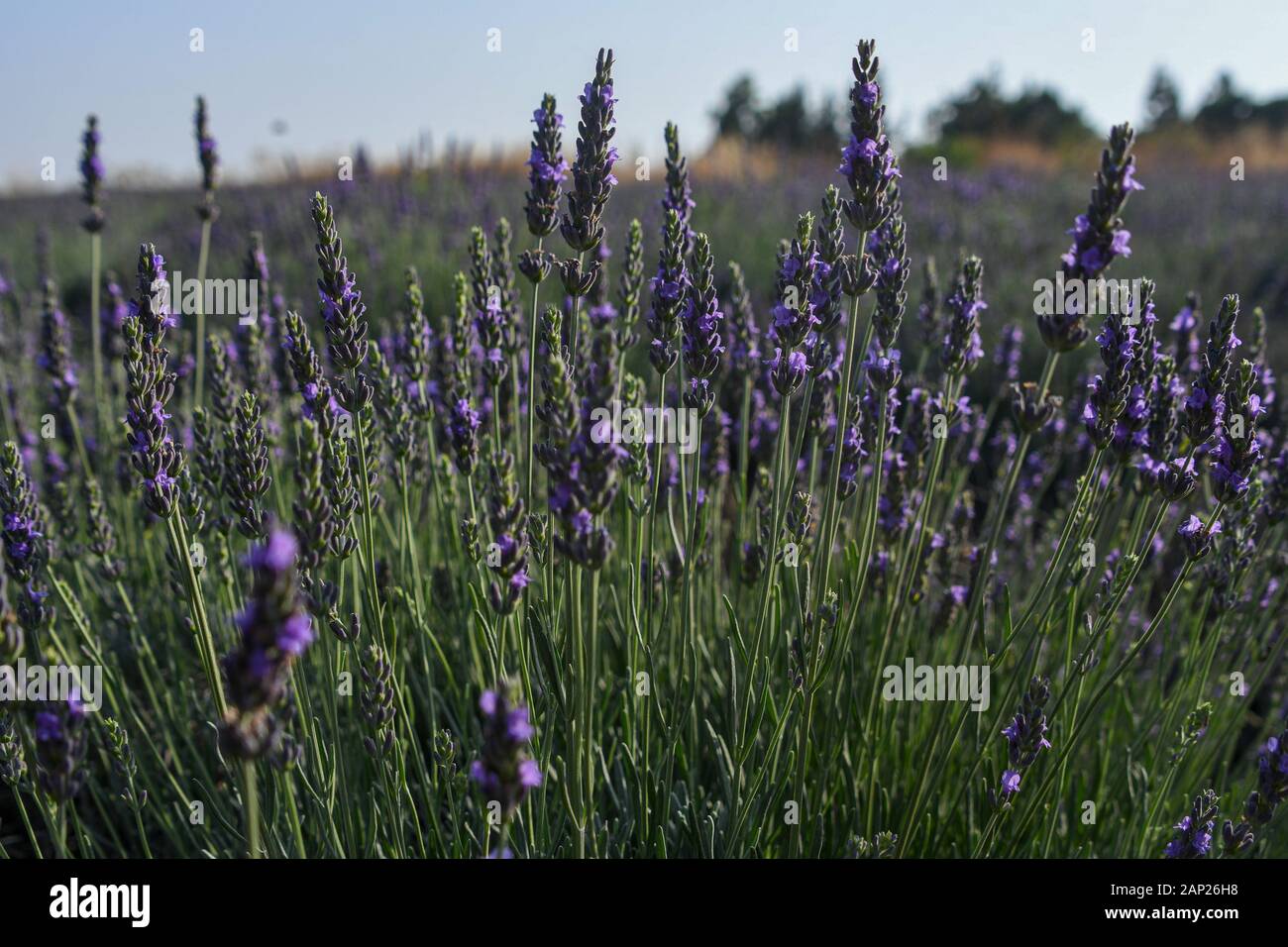Endlose blühende Lavendelfelder. Auf den Golanhöhen, Israel fotografiert. Stockfoto