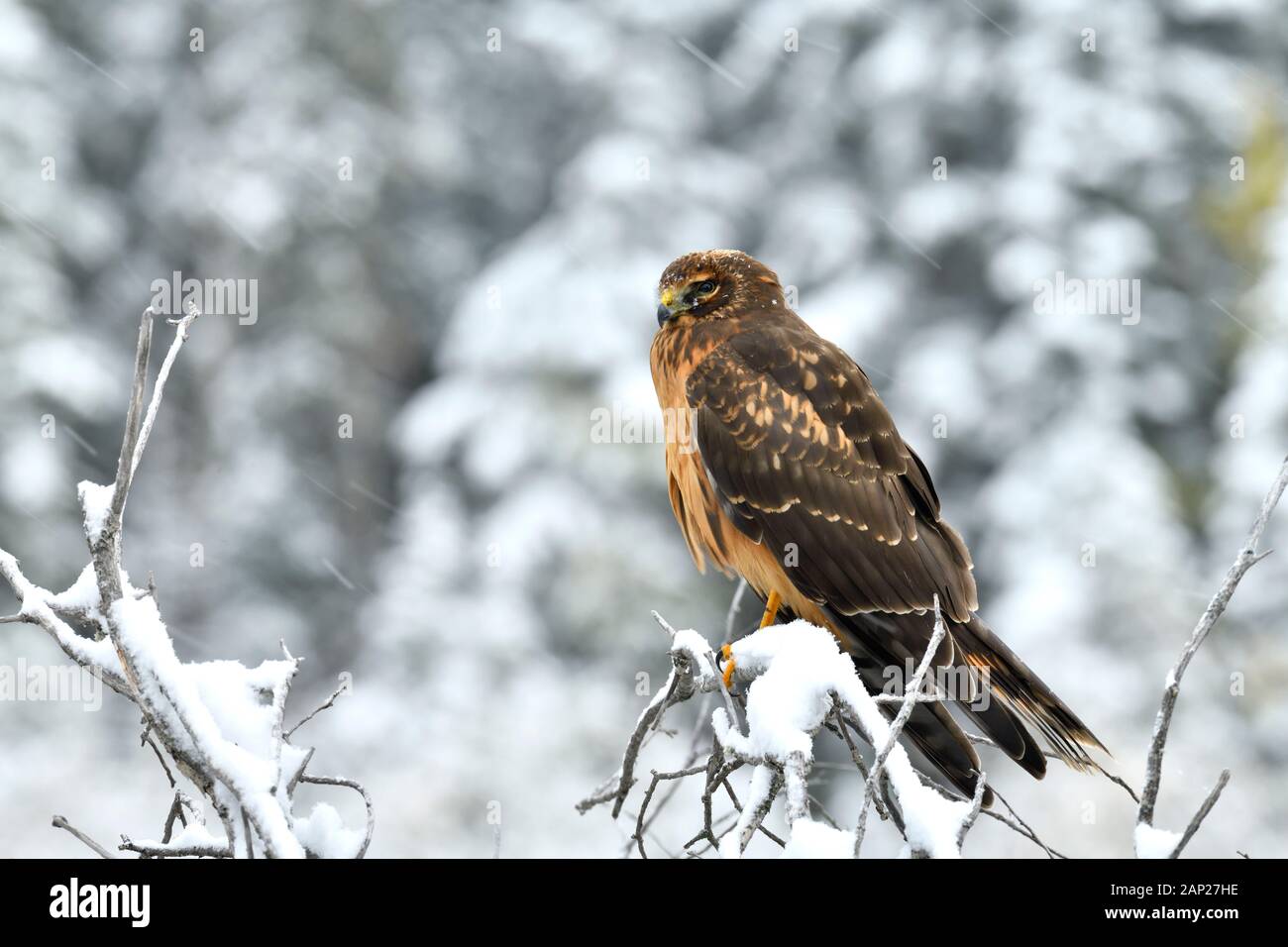 Eine nördliche Harrier Hawk" Circus cyaneus', thront auf einem schneebedeckten Zweig in ländlichen Alberta, Kanada. Stockfoto