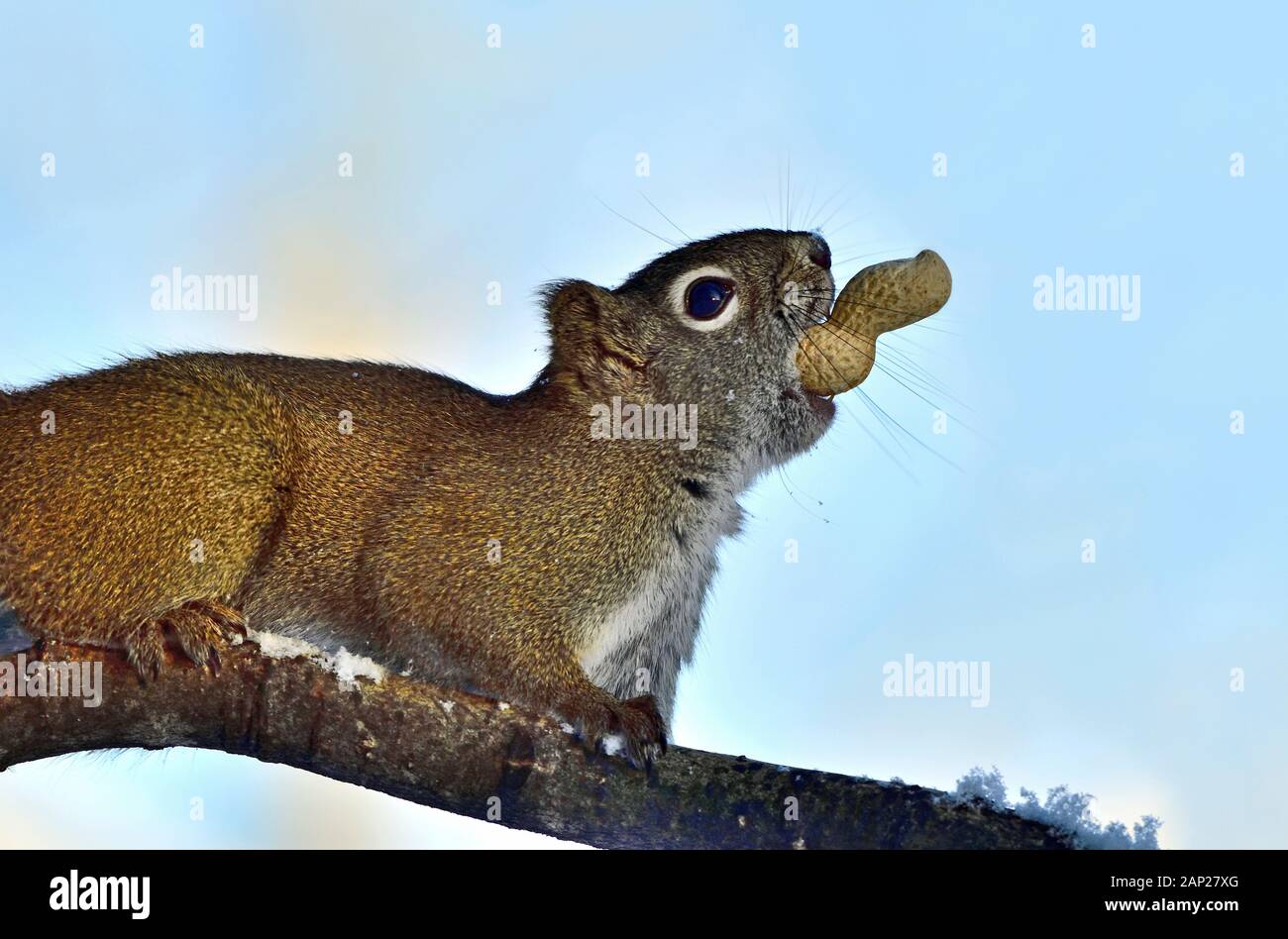 Ein wildes rotes Eichhörnchen 'Tamiasciurus hudsonicus', das eine Erdnuss hält Sein Mund, während er auf einem Ast unterwegs ist Stockfoto