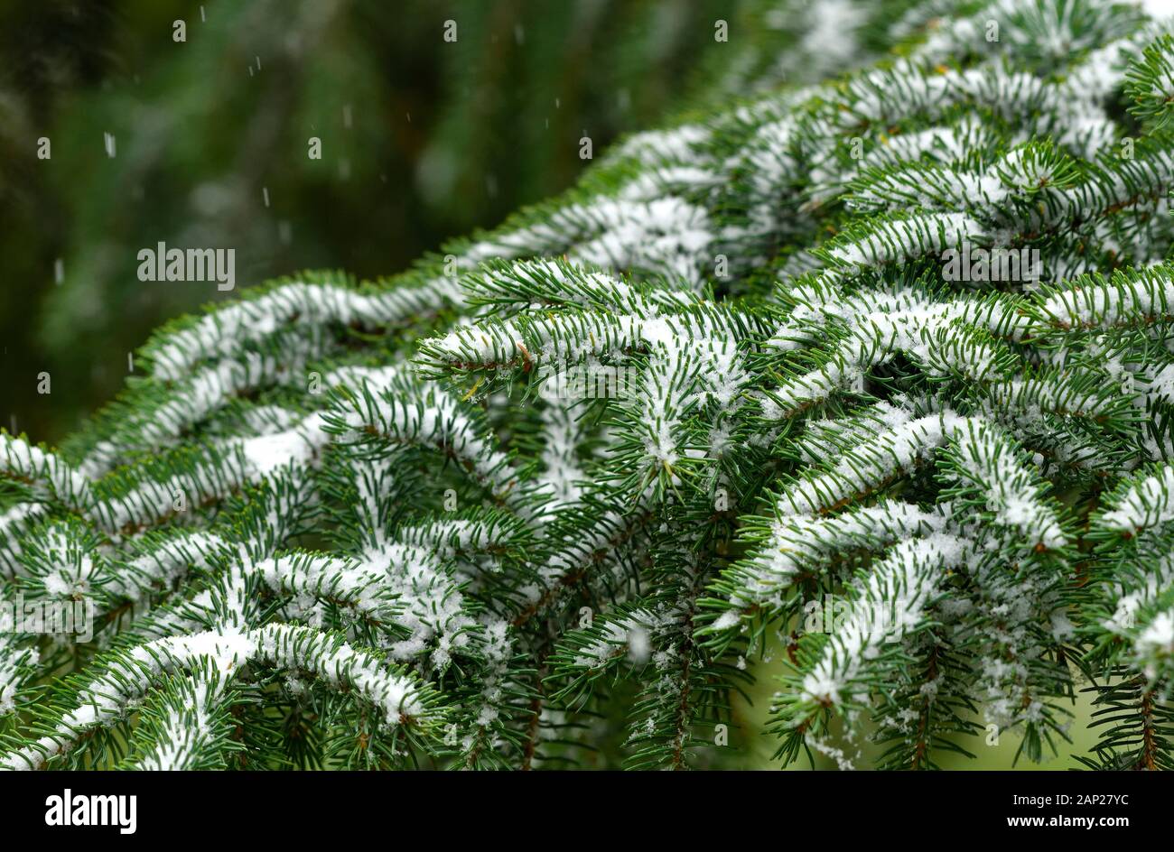 Ein Bild von einem grünen Zweig der Baumstruktur mit frischen weißen Schnee in ländlichen Alberta Kanada Fichte. Stockfoto