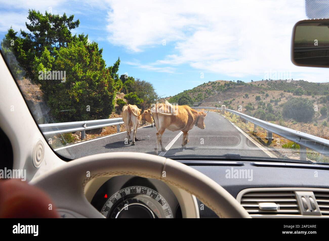 Die Gefahr von Unfällen im Straßenverkehr - Tiere auf der Landebahn während der Fahrt Stockfoto