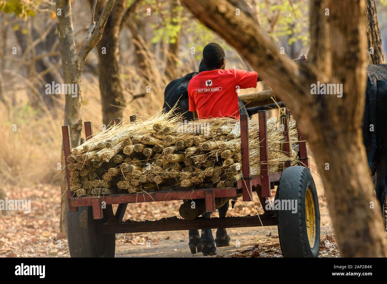 Malawische Mann steuert einen Ochsenkarren von einem Paar gezogen Schwarze Ochsen, die Gräser tragen, um ein Dorfhaus zu überdachen Stockfoto