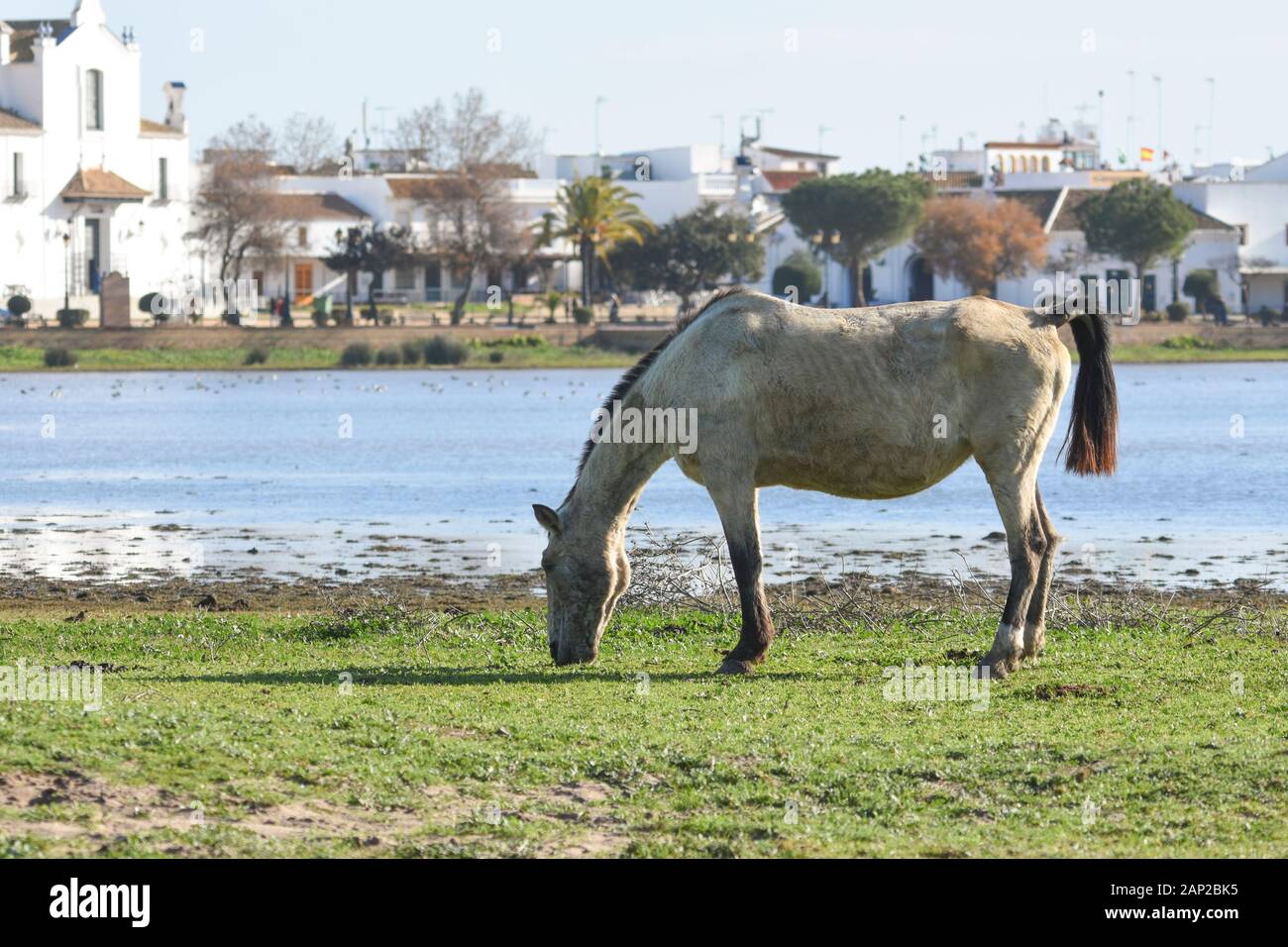 Halbwildes Pferd im Marismas Nationalpark Doñana, El Rocio Kirche im Hintergrund, Andalucia, Spanien, Europa Stockfoto