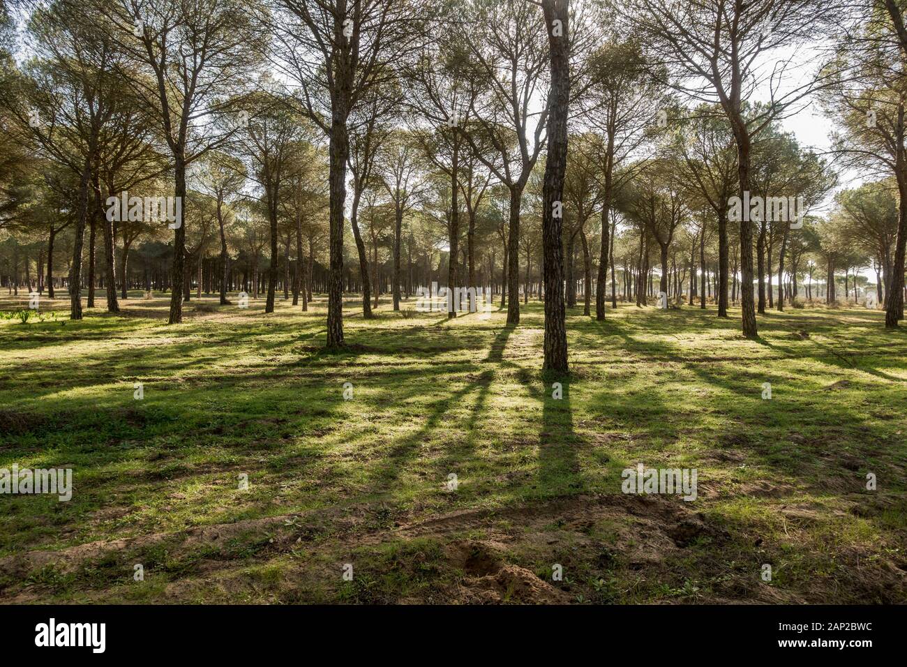 Typische Landschaft mit Dachbinen im Nationalpark Doñana, Besucherzentrum La Rocina, Huelva, Andalucia, Spanien. Stockfoto