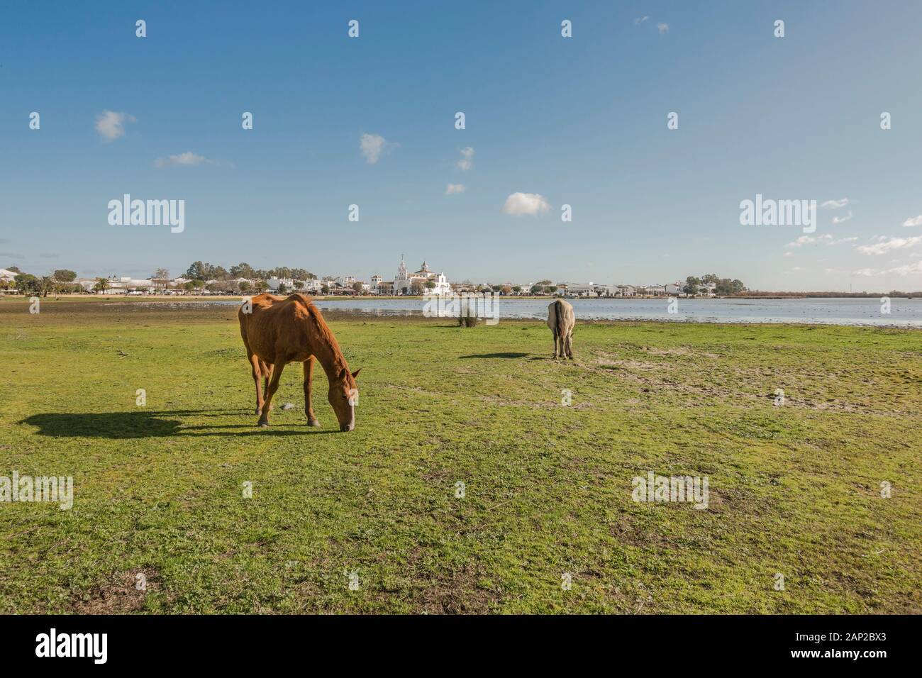 Halb wilden Pferde am marismas Nationalpark Doñana, El Rocio Kirche im Hintergrund, Andalusien, Spanien, Europa Stockfoto