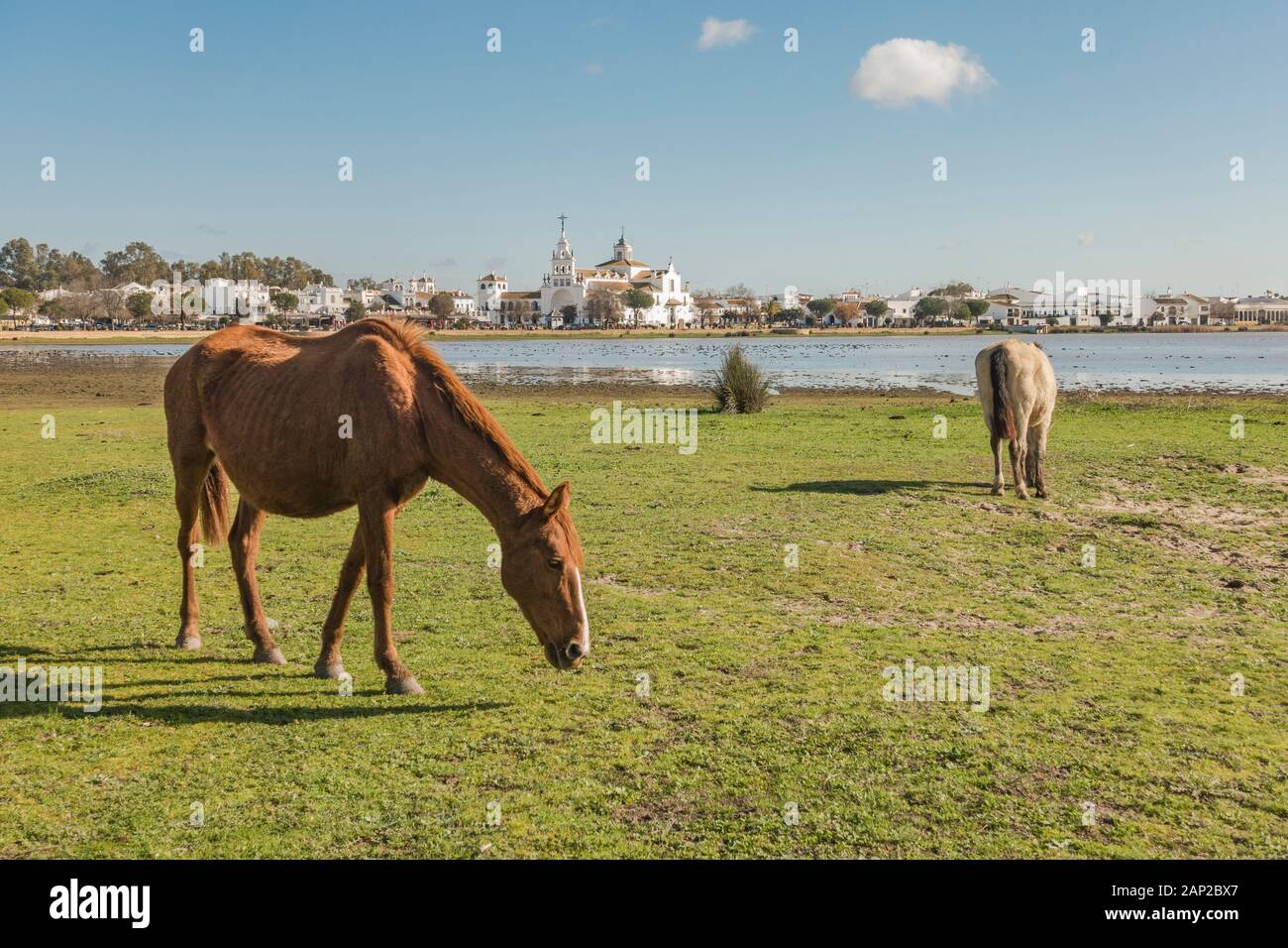 Halb wilden Pferde am marismas Nationalpark Doñana, El Rocio Kirche im Hintergrund, Andalusien, Spanien, Europa Stockfoto
