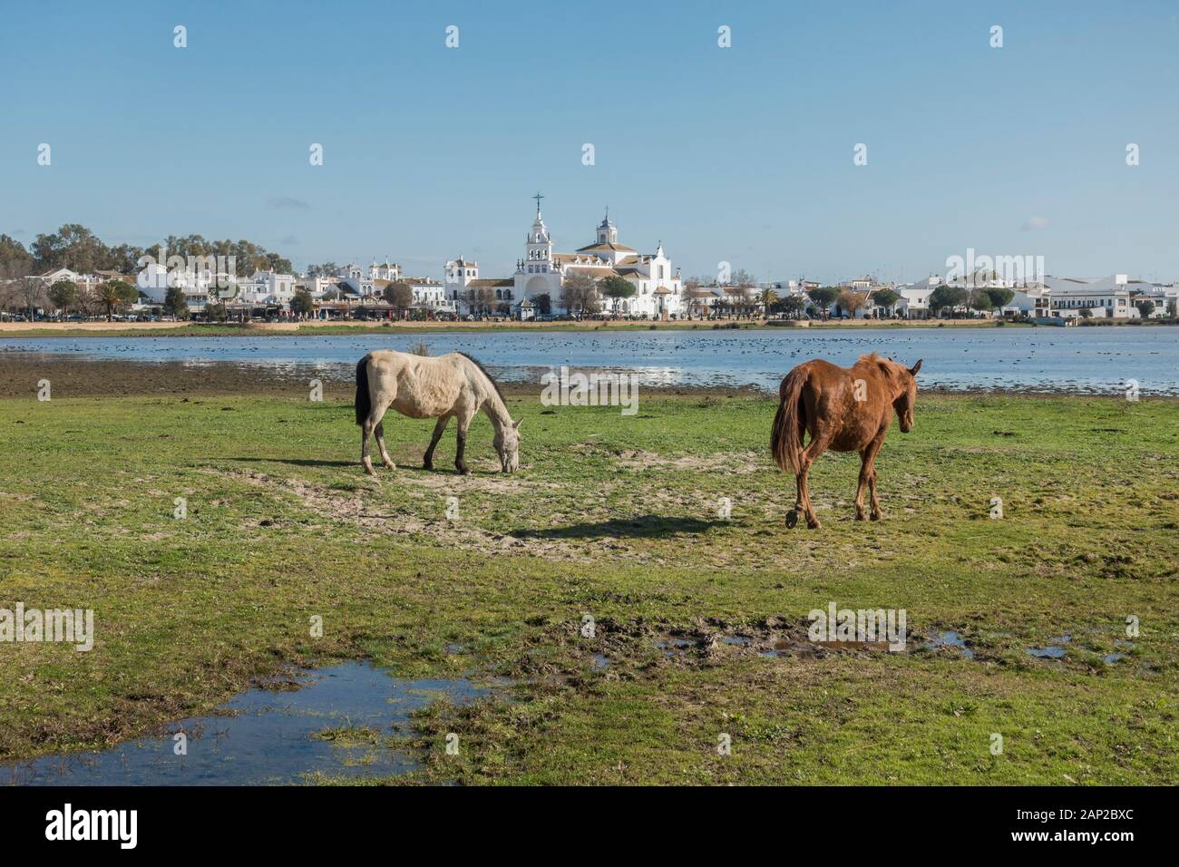 Halb wilden Pferde am marismas Nationalpark Doñana, El Rocio Kirche im Hintergrund, Andalusien, Spanien, Europa Stockfoto