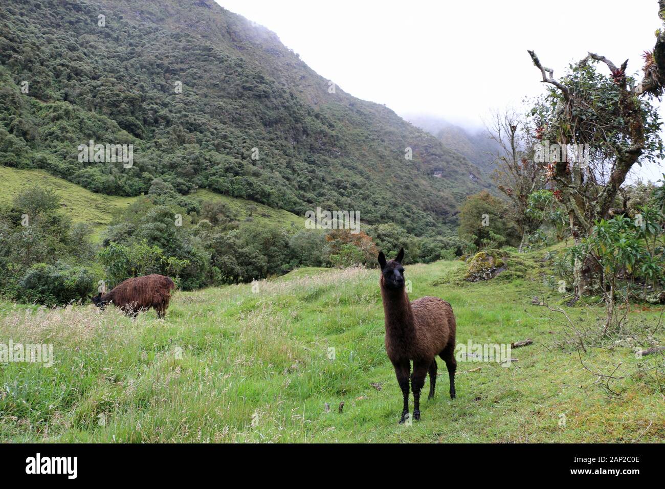 Lamas auf einer Wiese in Ecuador reisen Stockfoto
