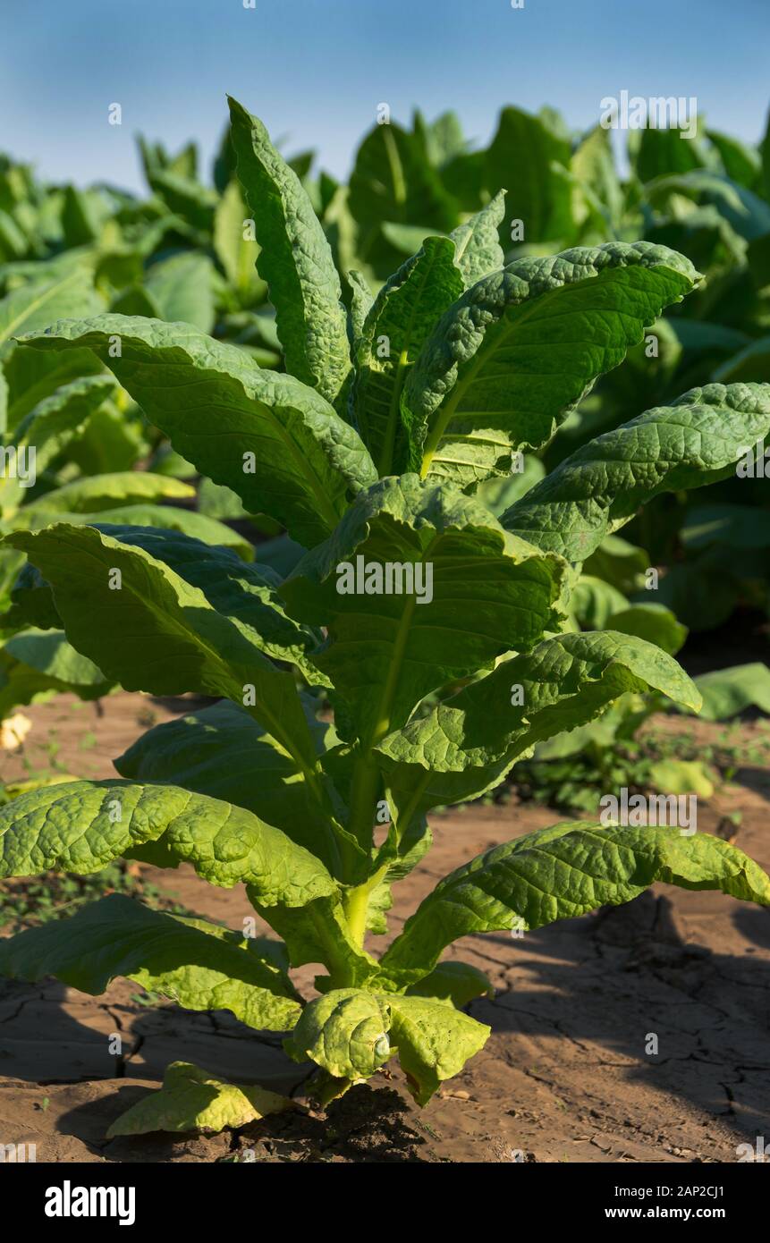 Tobacco Mosaic Virus Infektion TMV. Pflanzenkrankheiten. Stockfoto