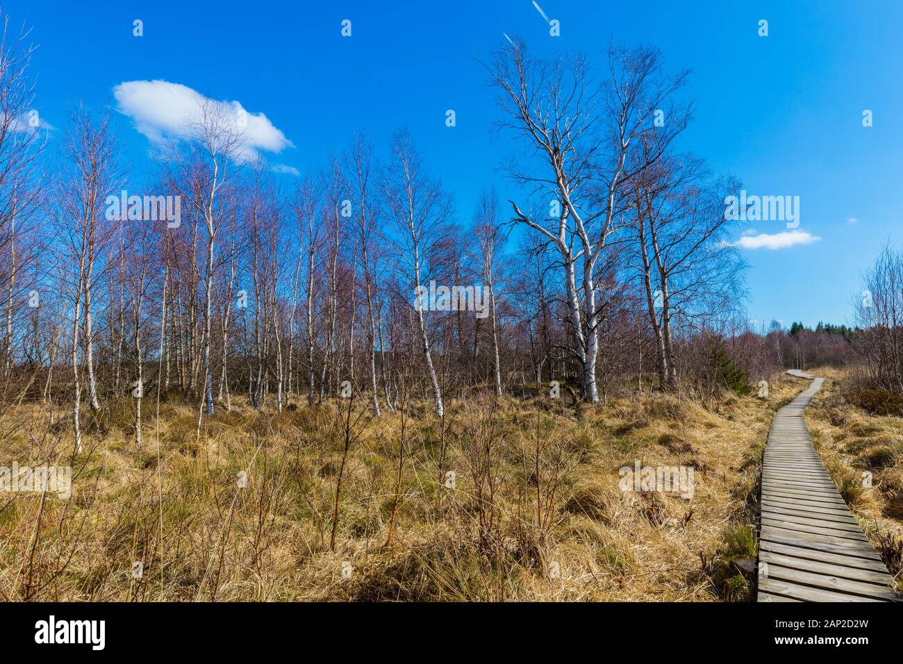 Typische Landschaft im Hohen Venn mit Birken und einem Holzsteg. Stockfoto