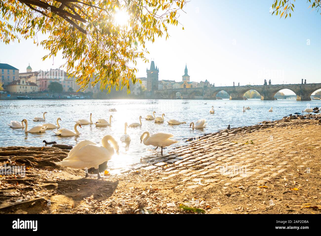 Blick auf die Karlsbrücke und die Swans auf der Moldau in Prag im Morgengrauen, Tschechien Stockfoto