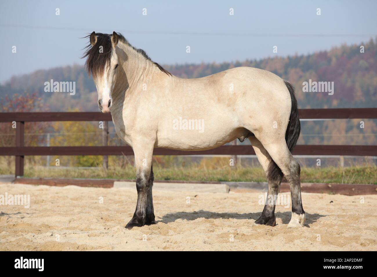 Erstaunlich palomino Welsh Cob Hengst mit schwarzem Haar im Herbst Stockfoto