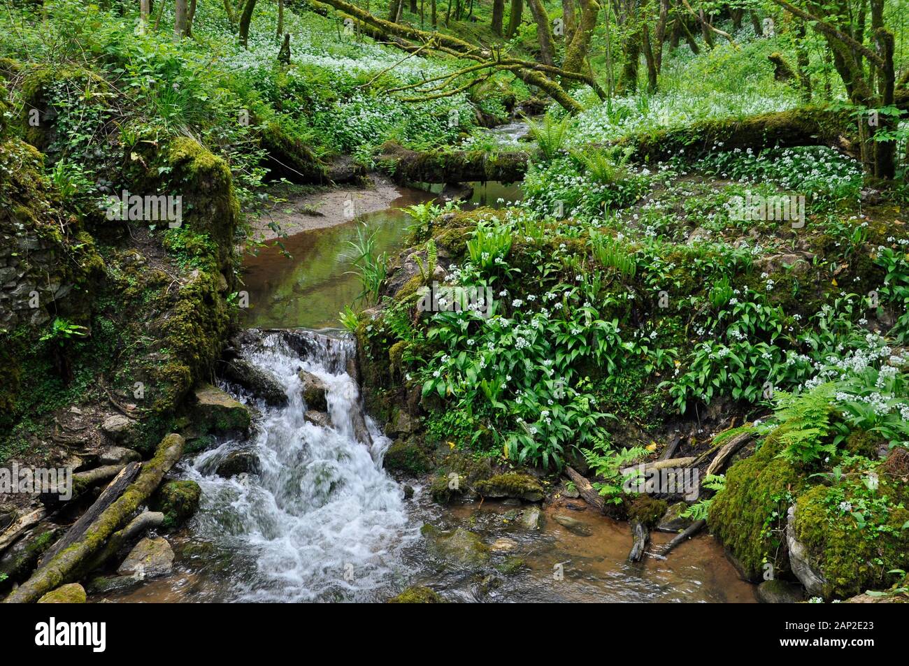 Ein kleiner Bach fließt über einen Wasserfall in einem bewaldeten Tal im Frühling. Lösegelder, (Allium ursinum), auch wilder Knoblauch, buckrams bekannt, Breitblättrigen ga Stockfoto