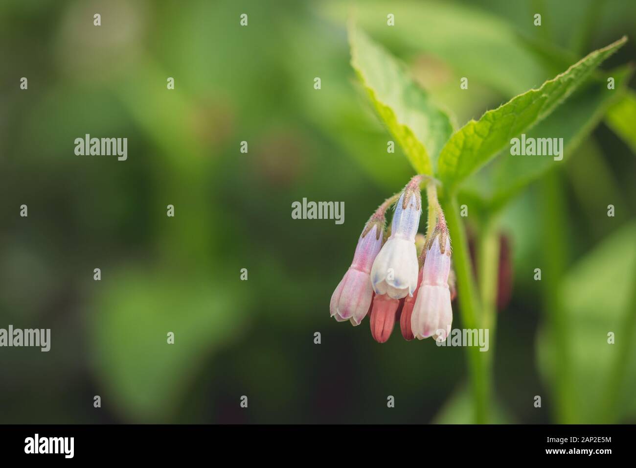 Close-up von bunten, neuen Milkweed Blumen Stockfoto