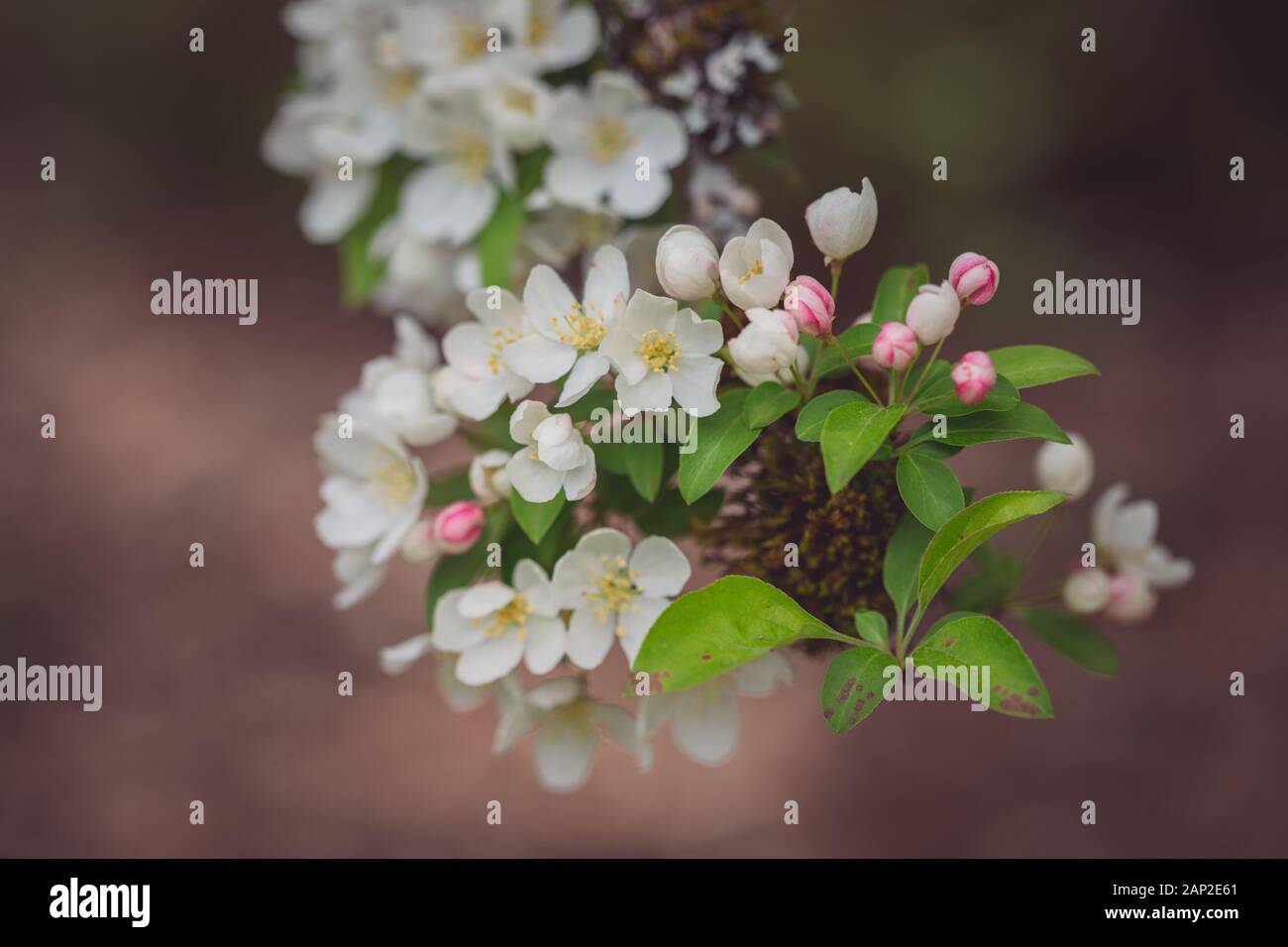 Nahaufnahme der Blüte Lancelot Crabapple Tree Branch Stockfoto