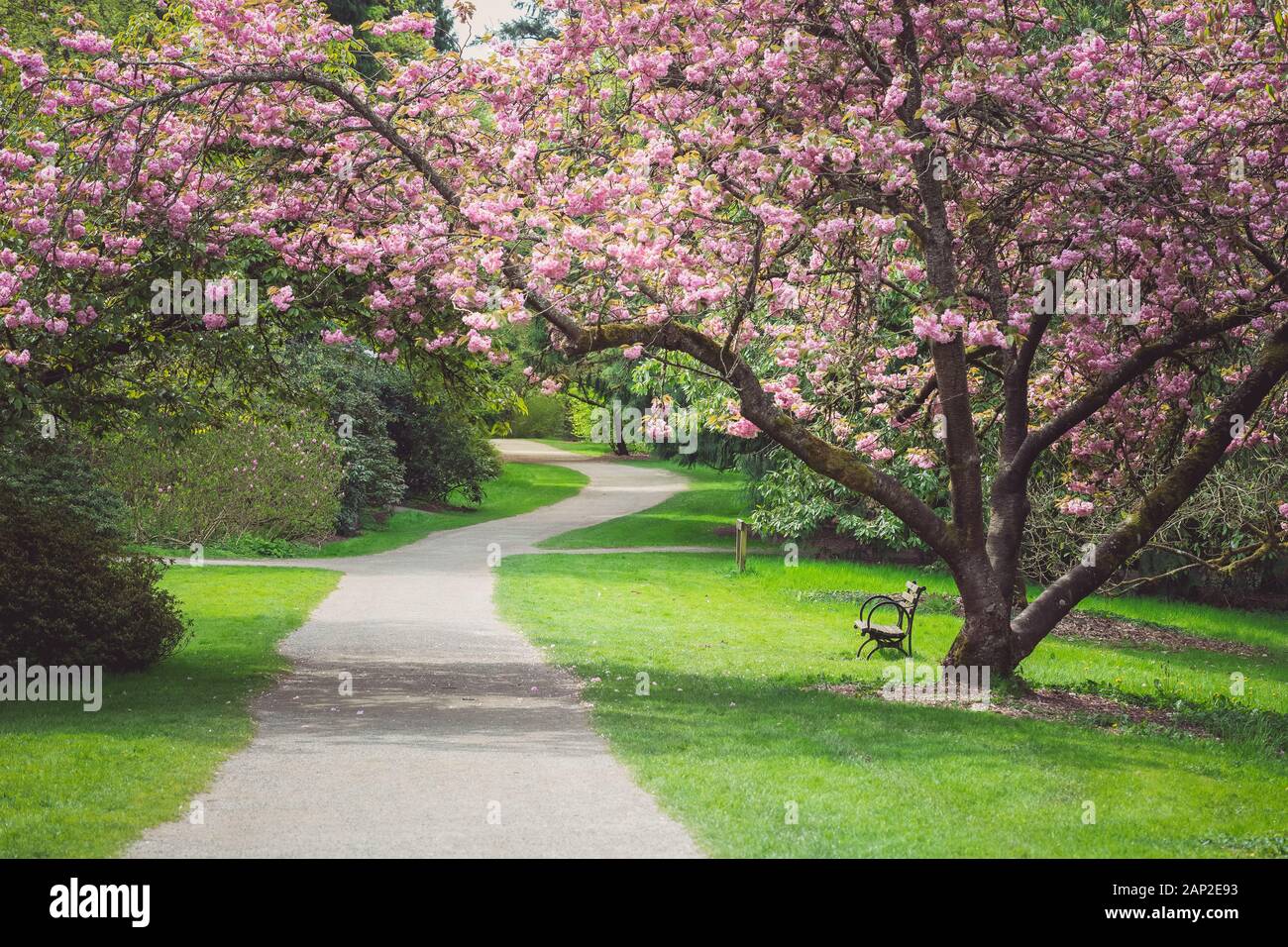 Cherry Blossom Tree Stretching über Pfad Stockfoto