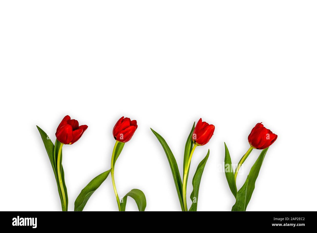 Blumen von roten Tulpen im unteren Teil von einem weißen Hintergrund alle nach rechts gedreht Stockfoto