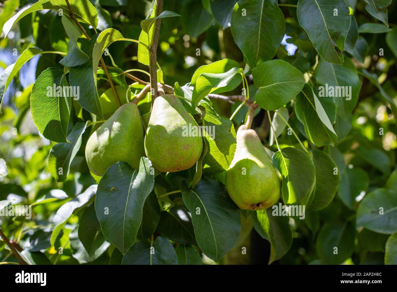 Eine Birne Sorte, Doyenne du Comice, wächst an eine gesunde Frucht Baum im Sommer, Christchurch, Neuseeland Stockfoto
