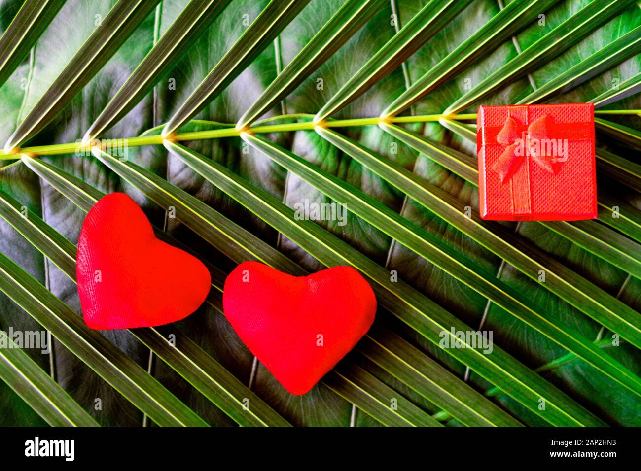 Zwei rote Herzen und Geschenkbox auf Palm Blätter Hintergrund. Valentinstag Karte auf der tropischen Natur Layout. Flach, Ansicht von oben, kopieren. Stockfoto