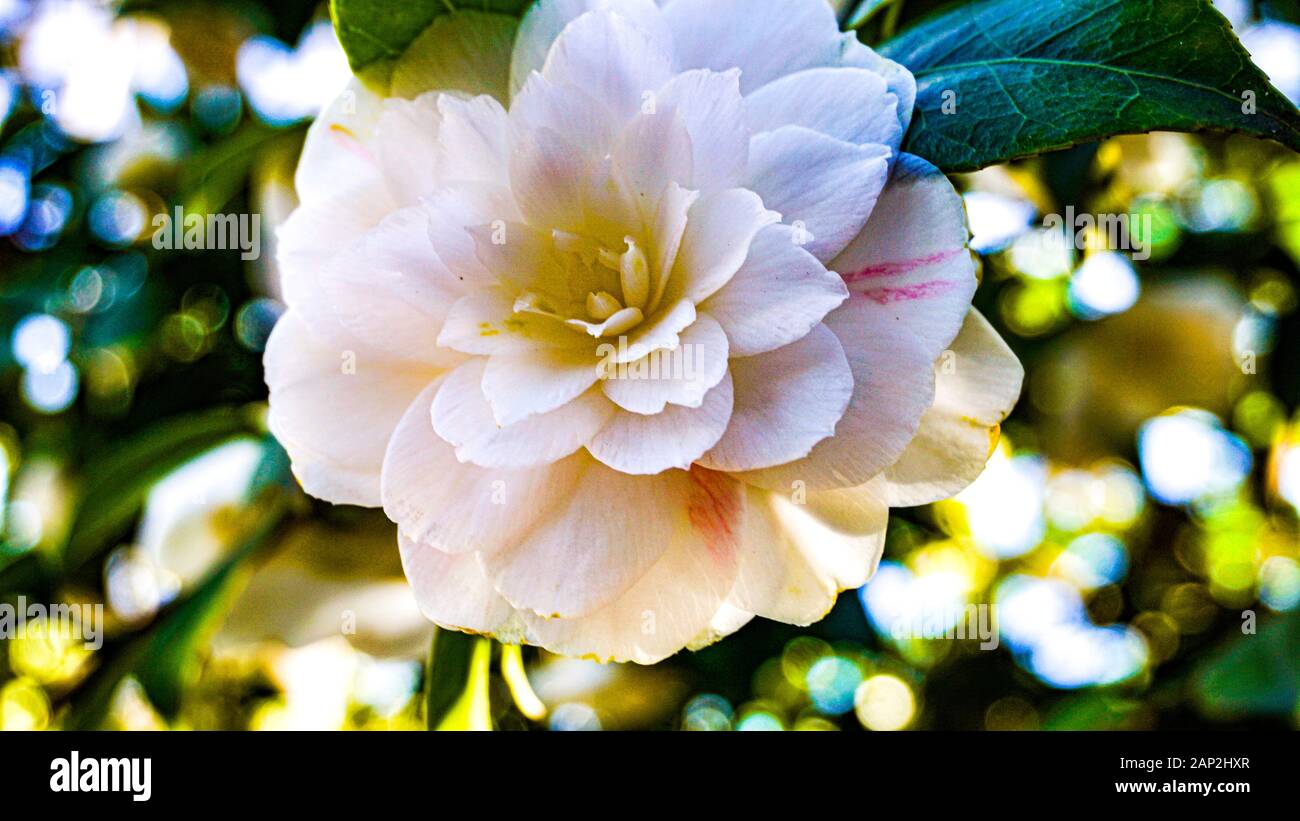 Camellia japonica Paola Maggi closeup Stockfoto