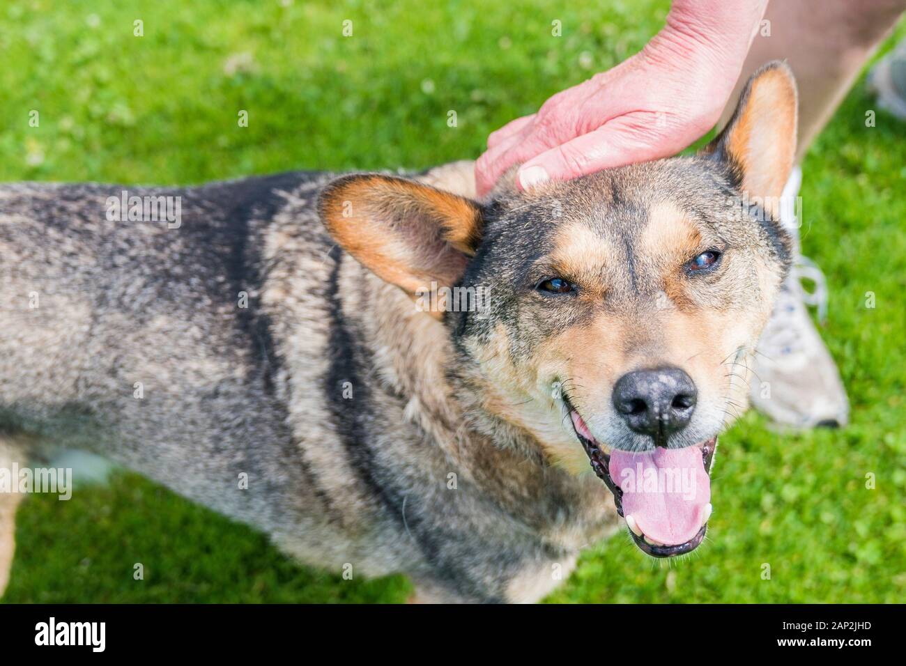 Lächelnder alter australischer Rinderhund, während er auf seinen Kopf klopfte. Stockfoto