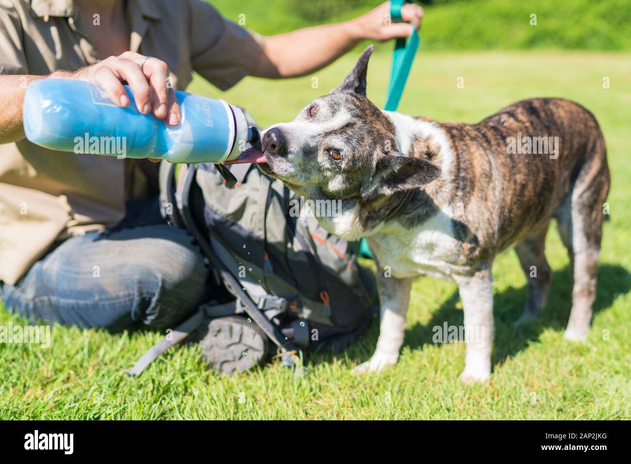 Australischer Rinderhund trinkt aus einer Wasserflasche. Stockfoto