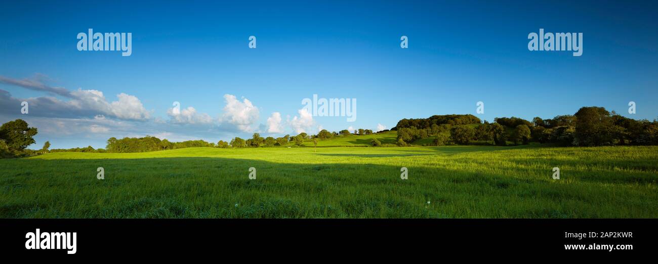 Üppiges Weideland an einem sonnigen Mai-Abend. Stockfoto