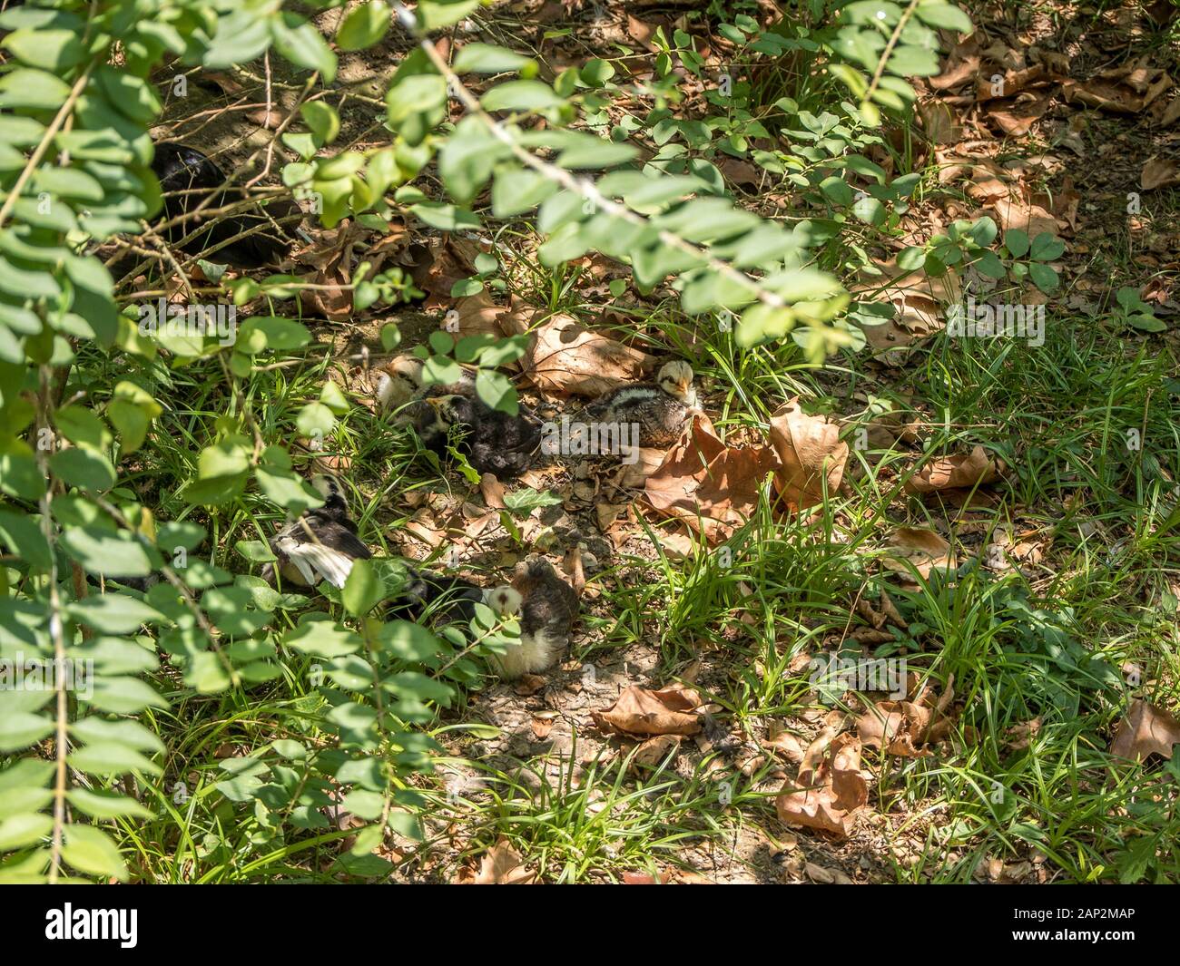 Kleine Hühner sitzen auf dem Boden mit Blättern des Arboretums in Sotschi Stockfoto