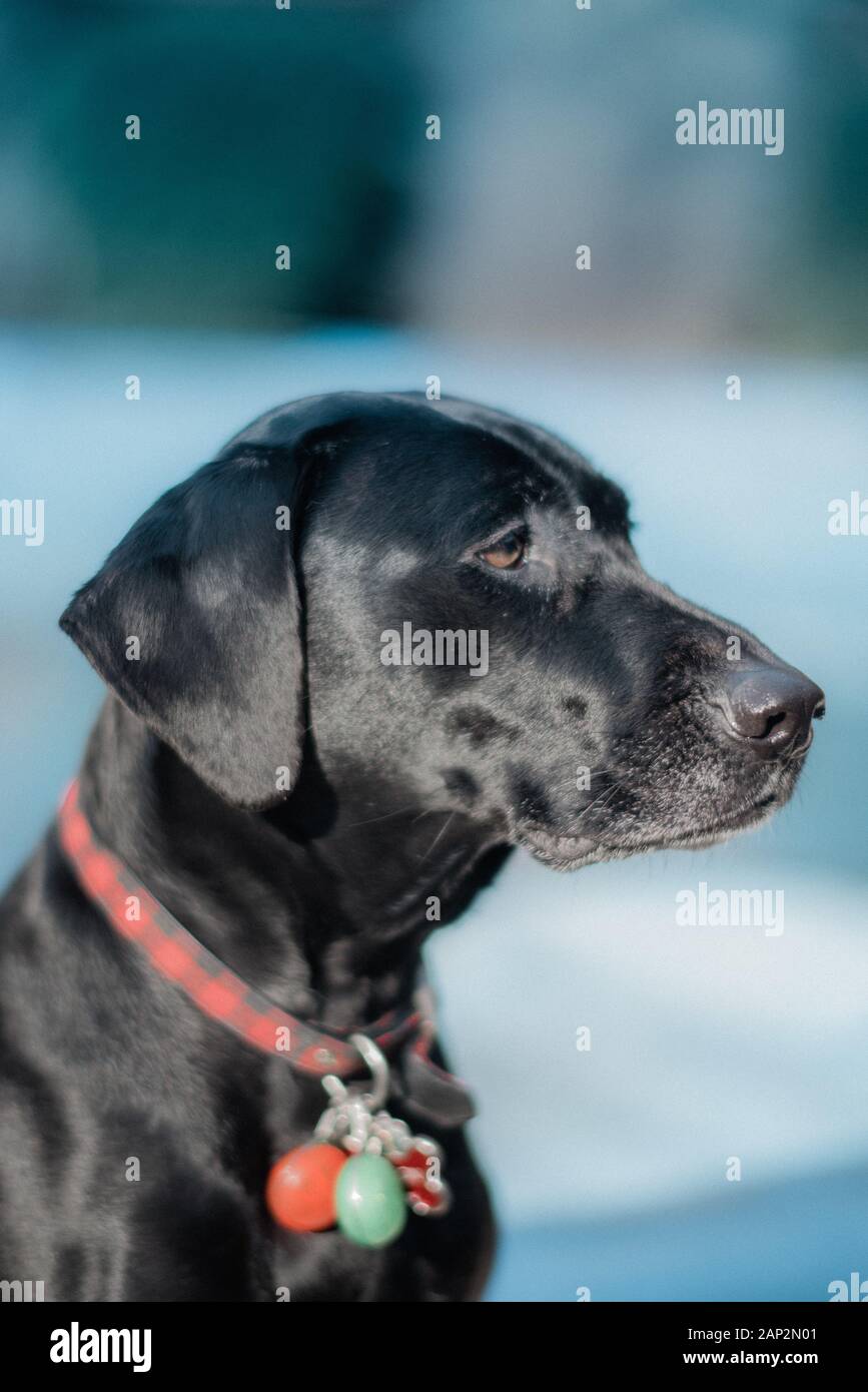 Schwarzer Hund im Freien in der Sonne Stockfoto