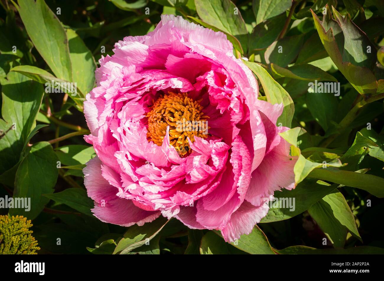 Eine ruhmreiche Doppel Rüschen rosa Baum pfingstrose Blüte in der Mitte der Feder in einem Wiltshire Englischer Garten Stockfoto