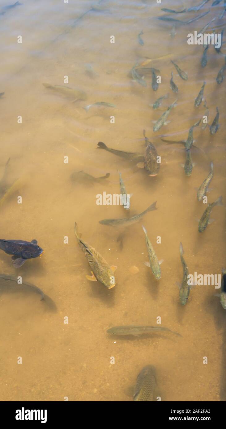 Gruppe von Karpfen in den gelben See am See Mead, Arizona Stockfoto