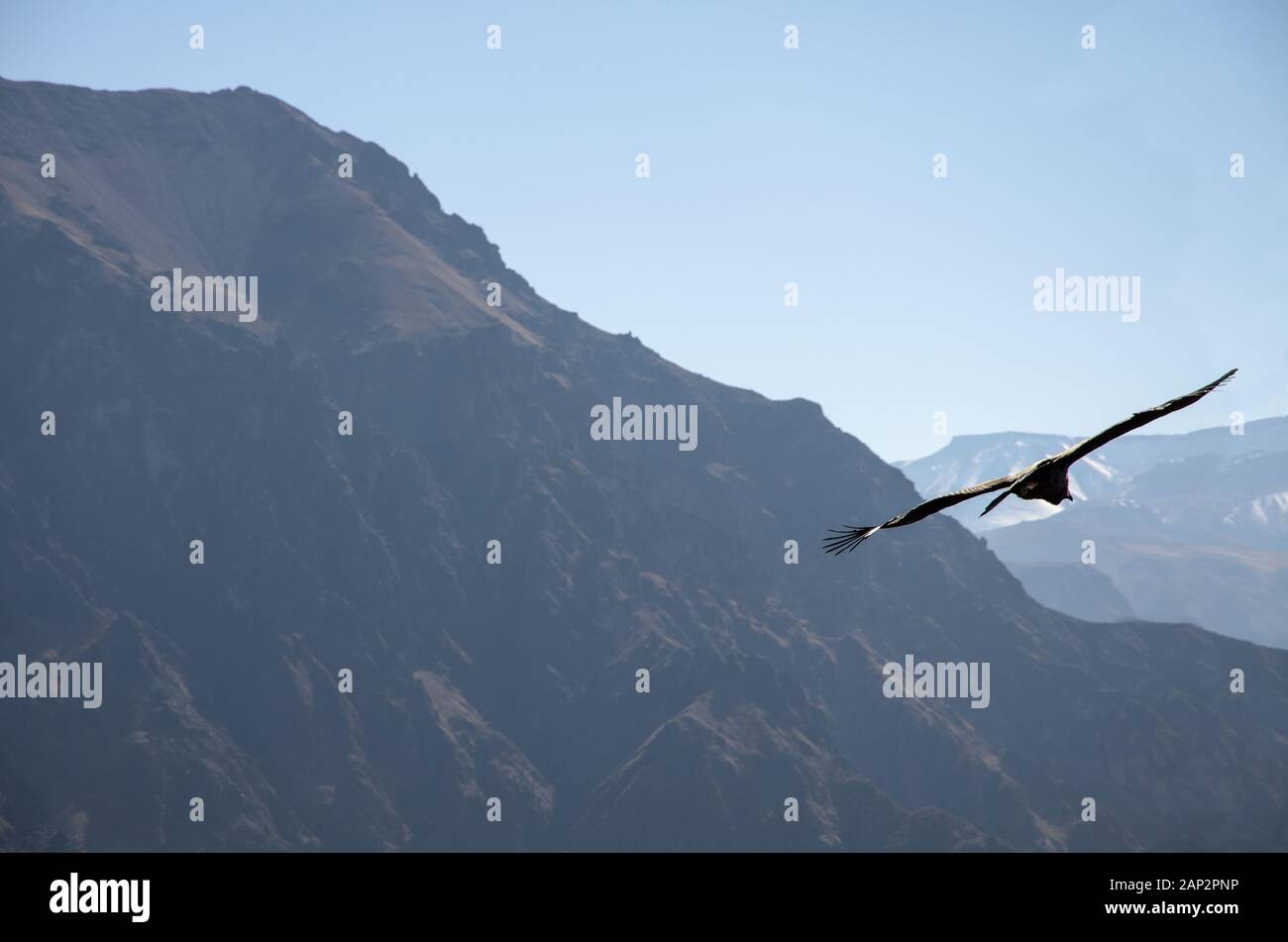 Ein Kondor, der hoch über den canyon von colca fliegt Stockfoto