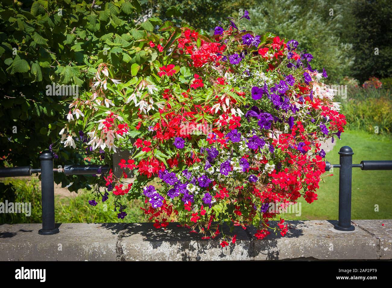 Petunien und Begonien bilden die maain floral Inhalt dieser hübschen Pflanzmaschine im Zentrum von Calne in Wiltshire England Großbritannien Stockfoto