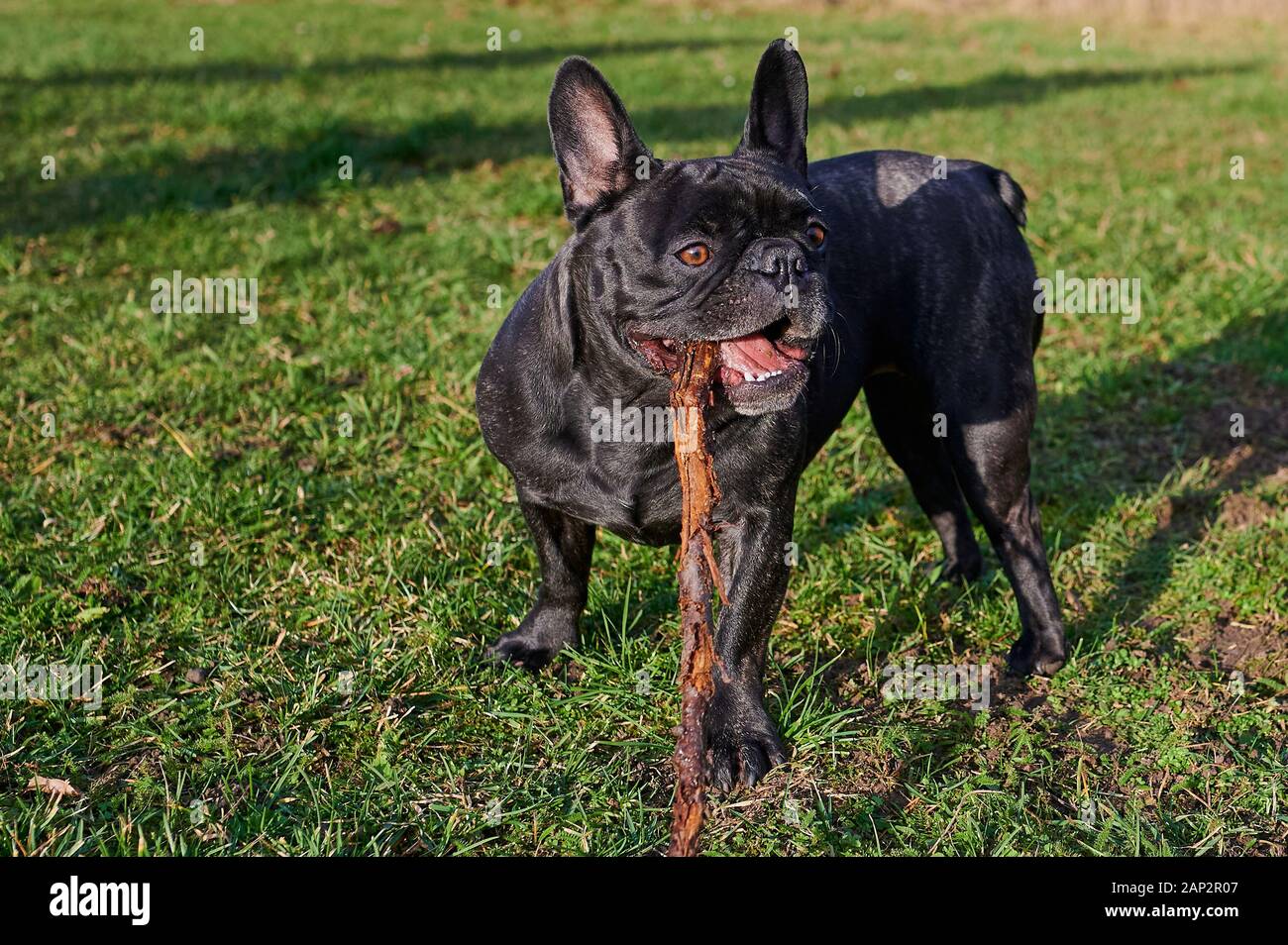 Schwarze Französische Bulldogge spielt mit einem Stock, auf das grüne Gras an einem sonnigen Tag Stockfoto