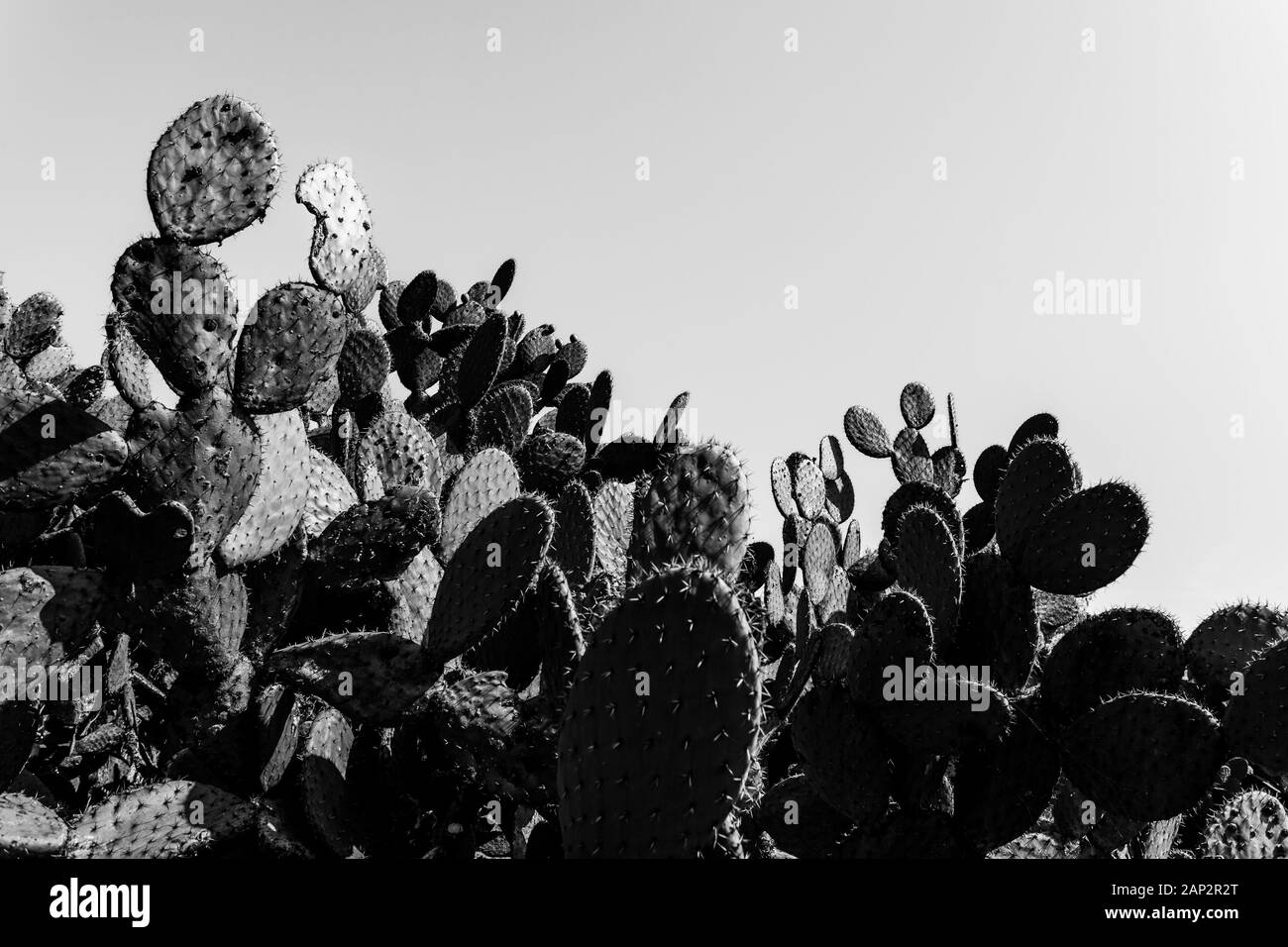 Viele Kakteen close-up, schwarze und weiße Farbe, Kopieren, horizontale Ausrichtung. Stockfoto