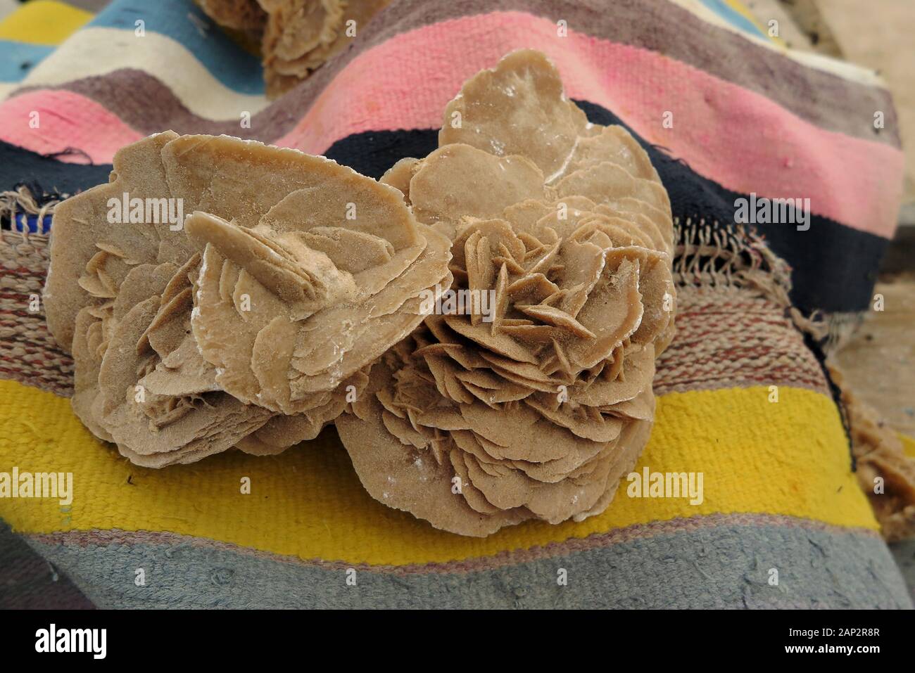 Sahara Rosen auf dem Tisch Chot El Jerid Salt Lake Ruhezone Stockfoto