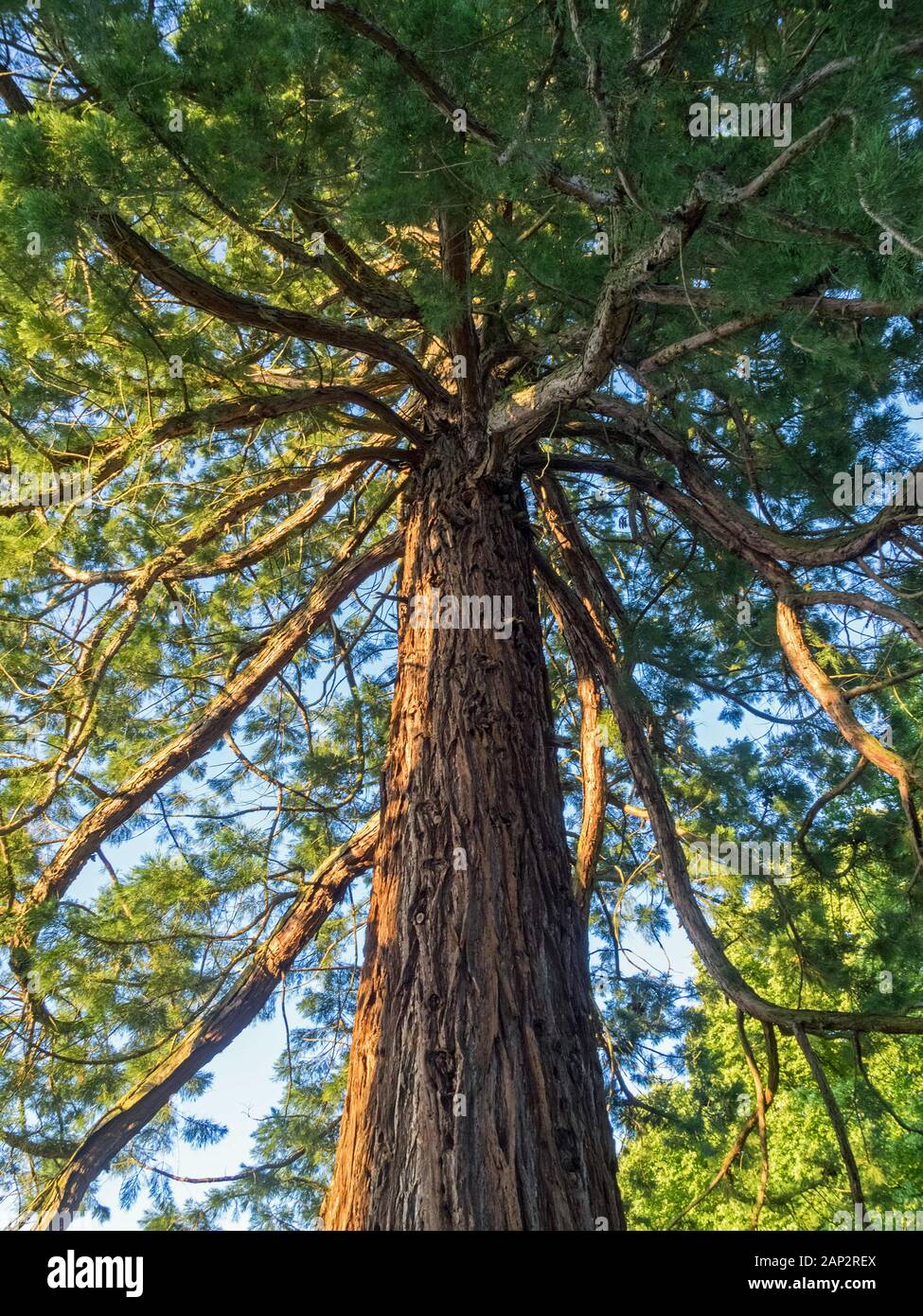 Ansicht von unten ein Redwood (Sequoia) Stockfoto