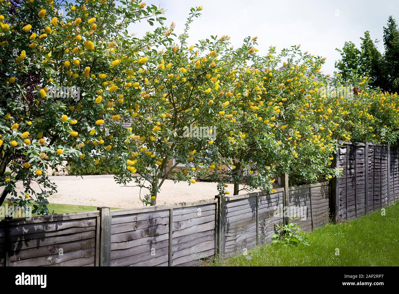 In einem kleinen städtischen Garten, eine Linie von Cytisus battandieri blühenden Bäumen eine bunte Boundary markers in einen Zusatz zu einem niedrigen Holzzaun bieten Stockfoto