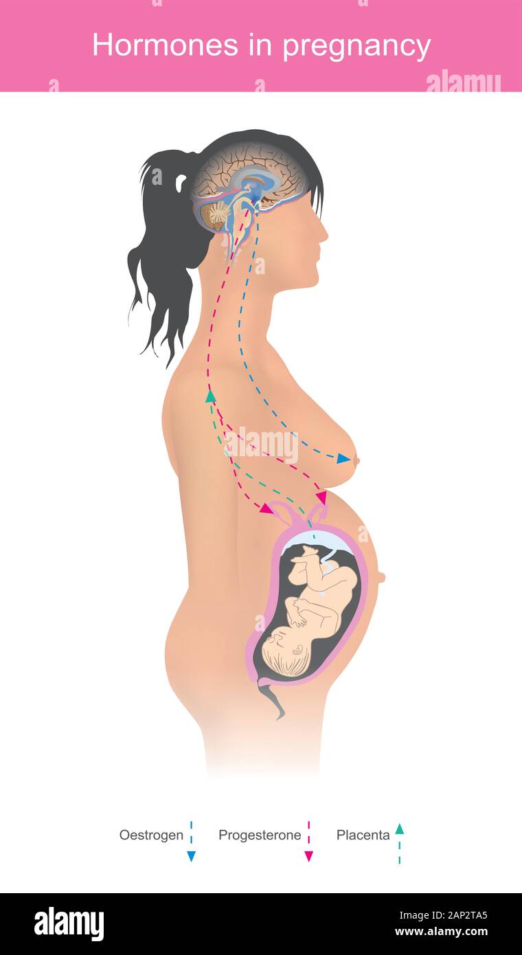 Hormone in der Schwangerschaft. Hormone Östrogen und Progesteron sind die obersten Schwangerschaft Hormone, die eine Frau während der Schwangerschaft produzieren und b Stock Vektor