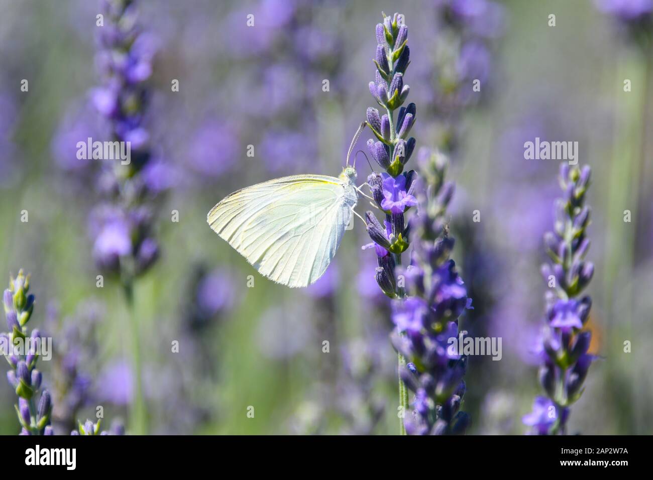 Kohl Weiß (Pieris brassicae) Schmetterling ruht auf einem blühenden Lavendel Bush. Auf den Golanhöhen, Israel fotografiert. Stockfoto