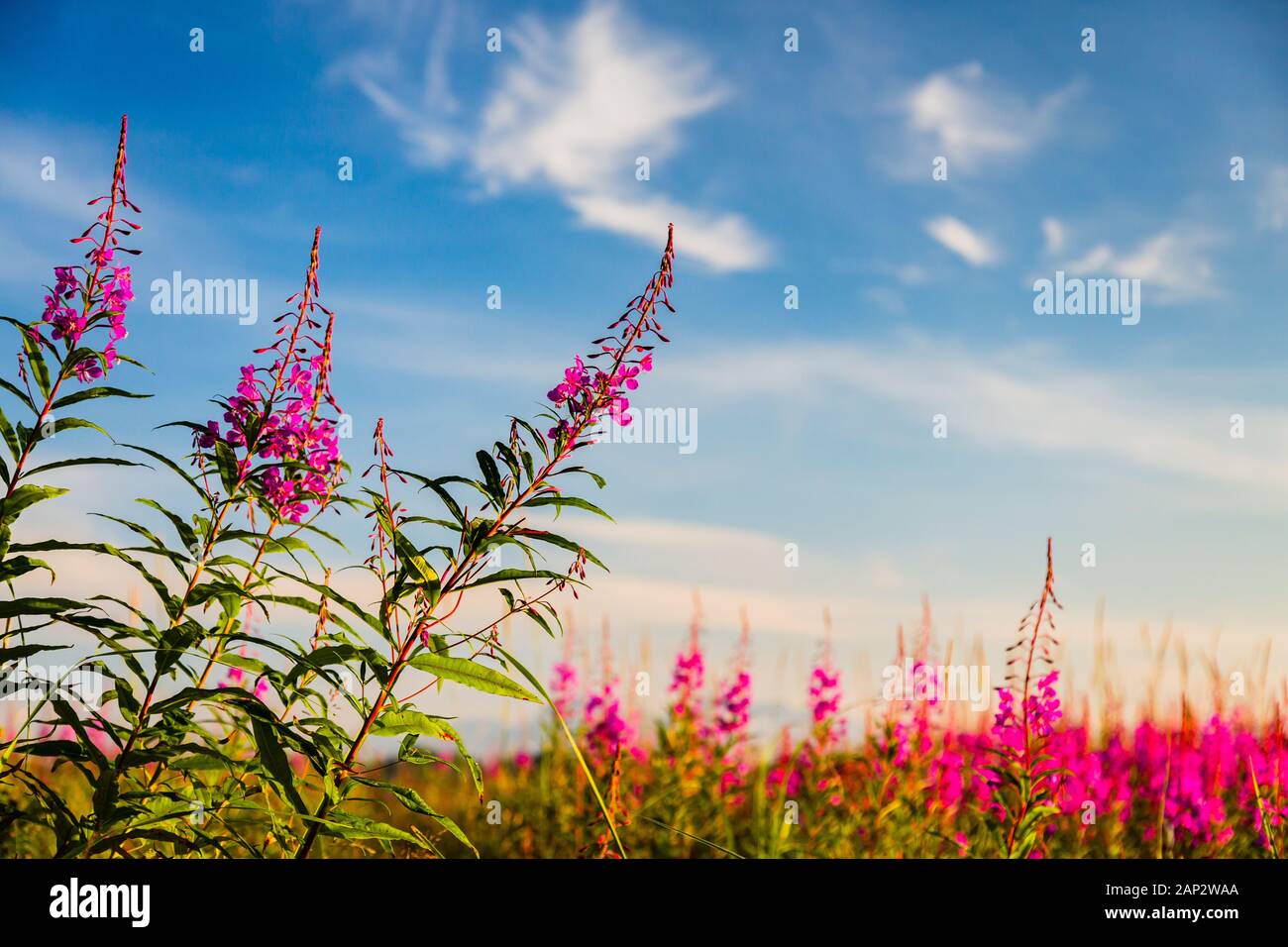 Fireweed Flaggen unter blauen Himmel und wispy weißen Wolken am schönen Sommertag. Stockfoto