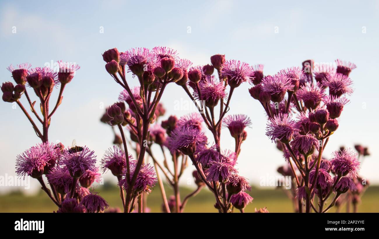 Pompom Weed mit verschwommenem Hintergrund, rosa lila Wildblumen Gras Stockfoto